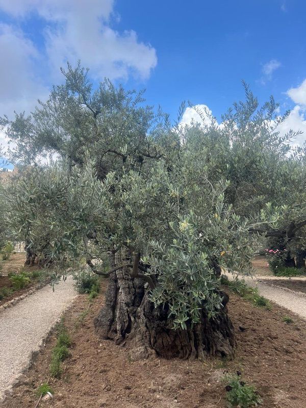 The ancient olive trees of Gethsemane, Jerusalem