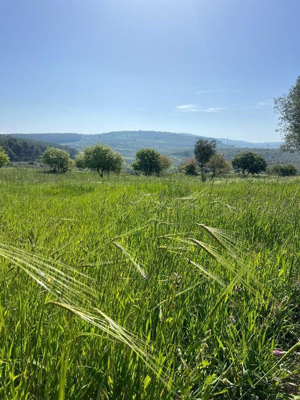 Barley fields in the Galilee, the landscape of Ana's world