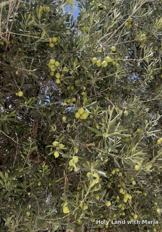 Olives ripening on the tree in the Galilee