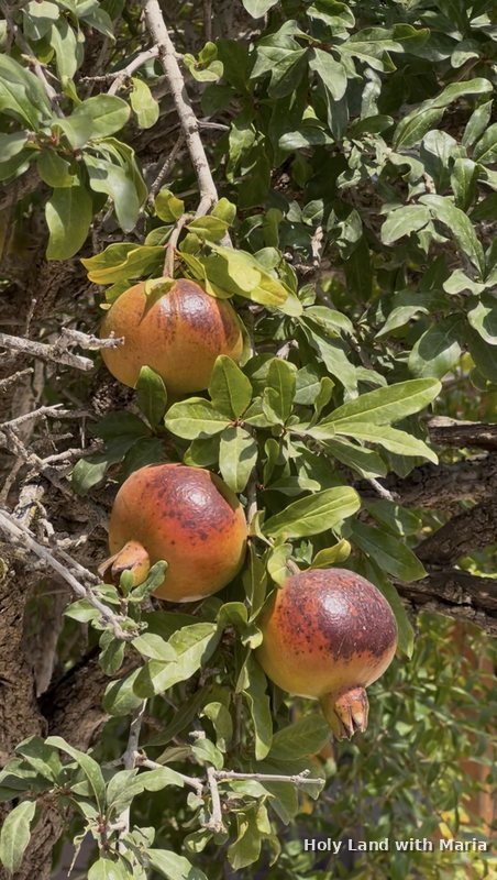 Pomegranates ripening on the tree in the Galilee
