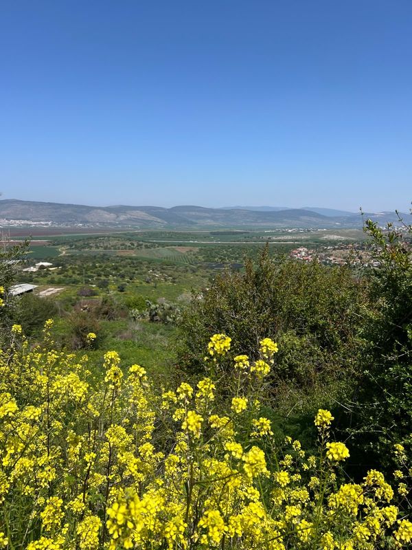 Spring flowers above the Galilee valley