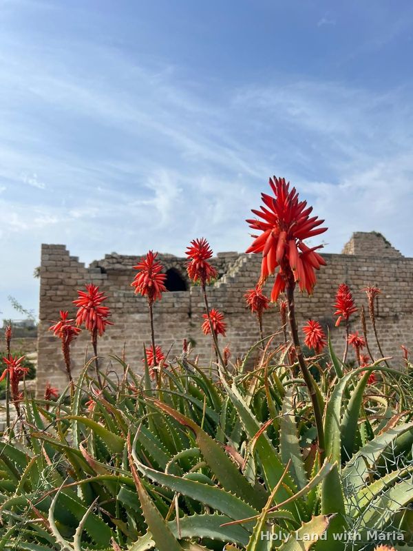 Aloe in flower among the ruins of Caesarea