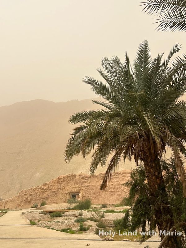 Date palms in the desert above the Dead Sea
