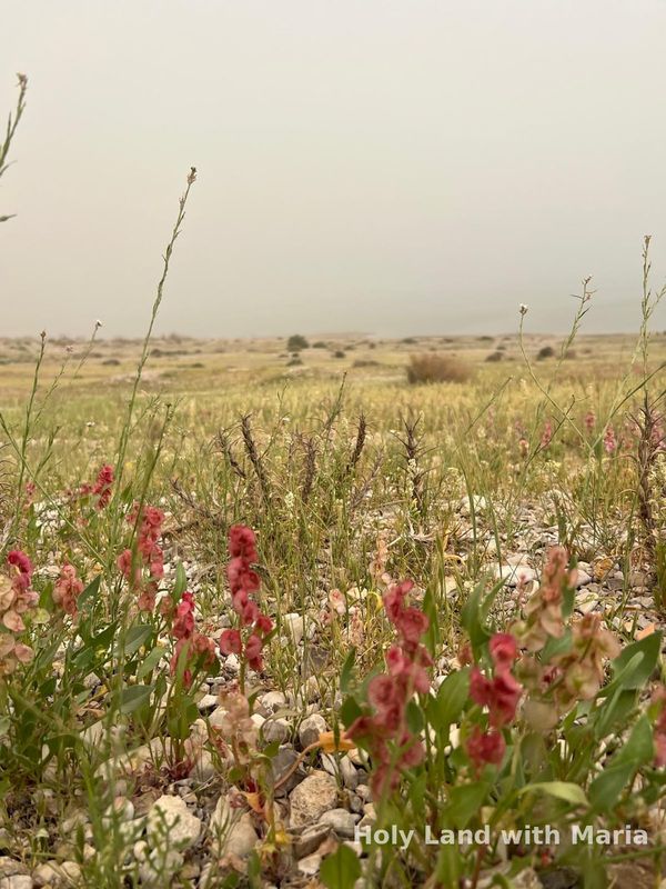 Desert flowers in bloom near the Dead Sea