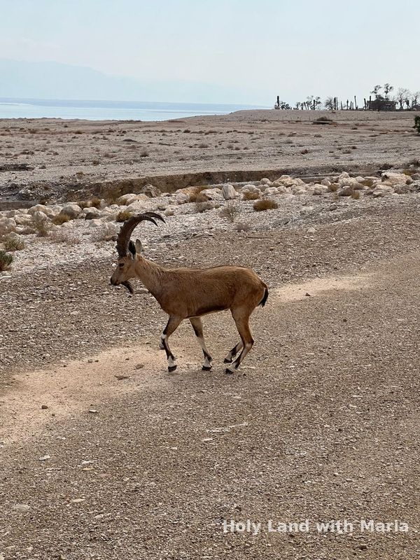A Nubian ibex beside the road at the Dead Sea