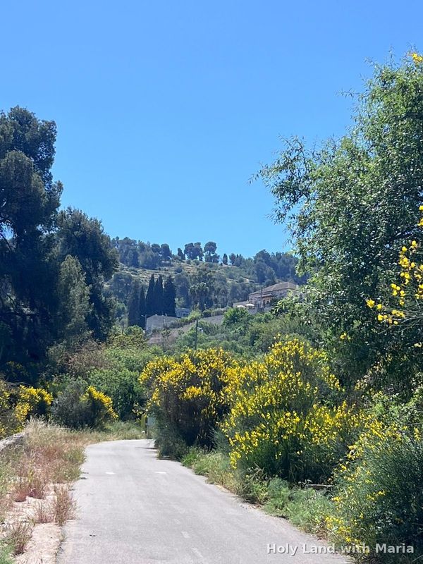 Path through the green hills of Ein Karem in spring