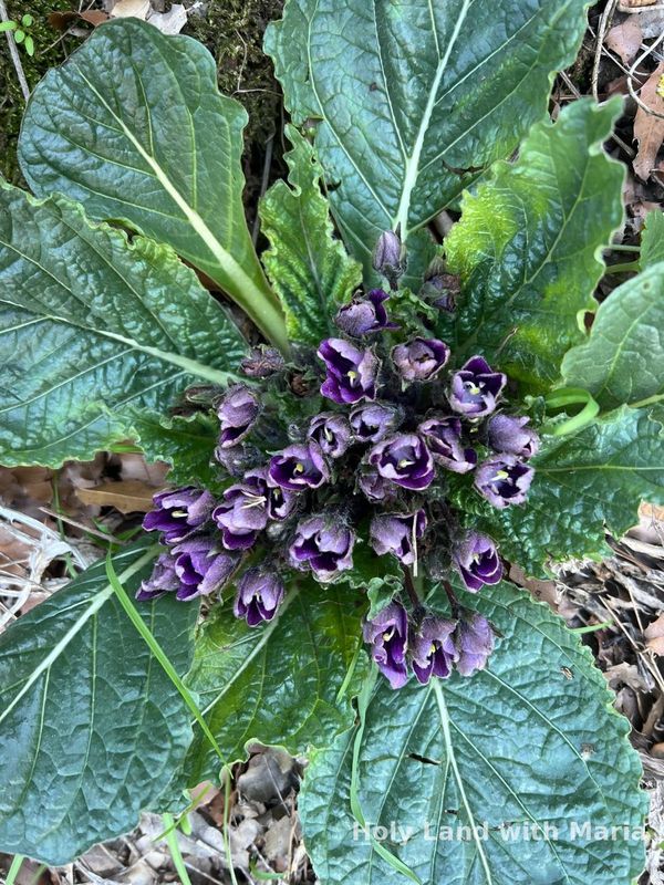 A wild mandrake in flower in the Galilee
